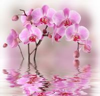 Фреска Нежная орхидея на воде