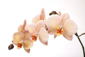 Фреска Ветка орхидеи