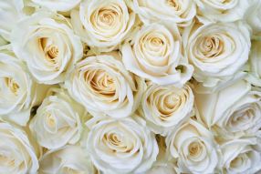 Фотообои Розы белые