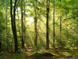Фотообои Зеленый лес