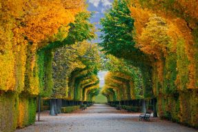 Фотообои Осенняя аллея в желтом и зеленом цвете