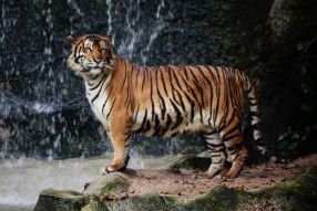 Фреска Тигр у водопада