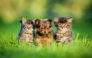 Фотообои Котята со щенком