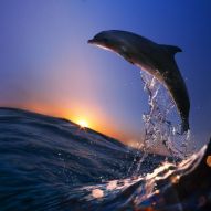 Фотообои Дельфин море