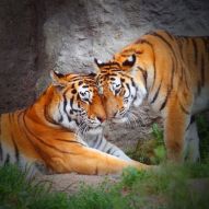 Фотообои Тигры, любовь
