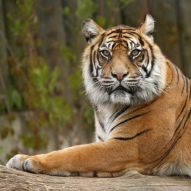 Фреска Храбрый тигр