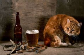 Фотообои Кот и пиво