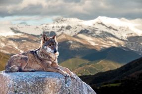 Фотообои одинокий волк