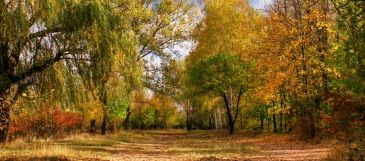 Фотообои Осенний лес