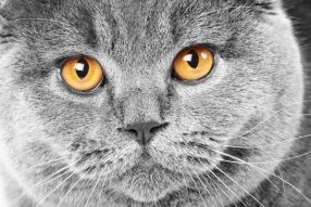 Фотообои Серый кот