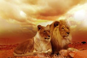 Фотообои семья львов