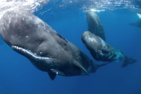 Фотообои царство китов