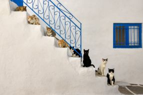 Фотообои Коты на ступеньках