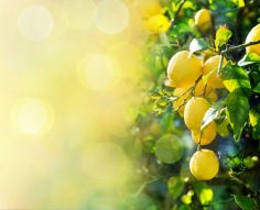 Фотообои лимонное дерево