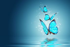 Фотообои бабочки над водой