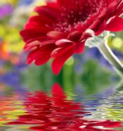 Фотообои Цветы над водой