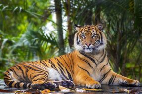Фреска Суровый тигровый взгляд