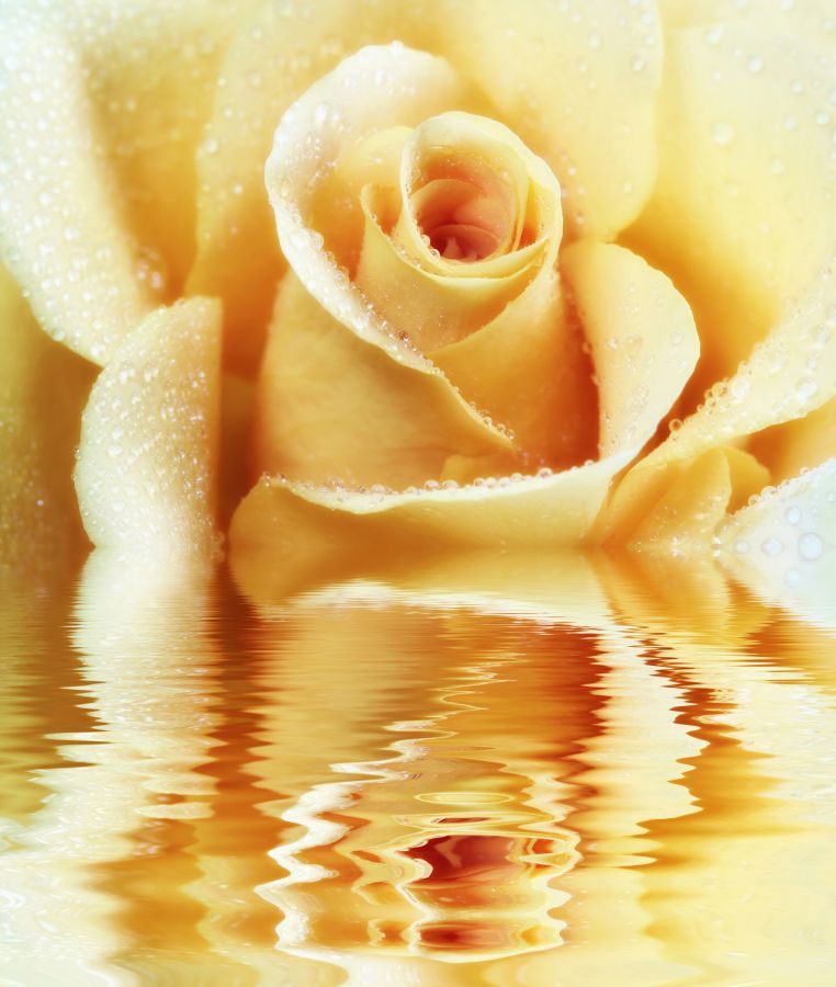Фотообои Нежная роза с каплями росы