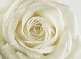 Фотообои Большая белая роза