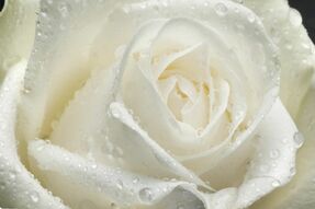 Фотообои Большая белая роза с росой