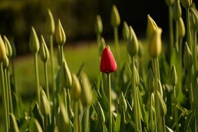 Фотообои Дикие тюльпаны в поле