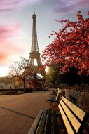 Фотообои Эйфелева башня в цвету