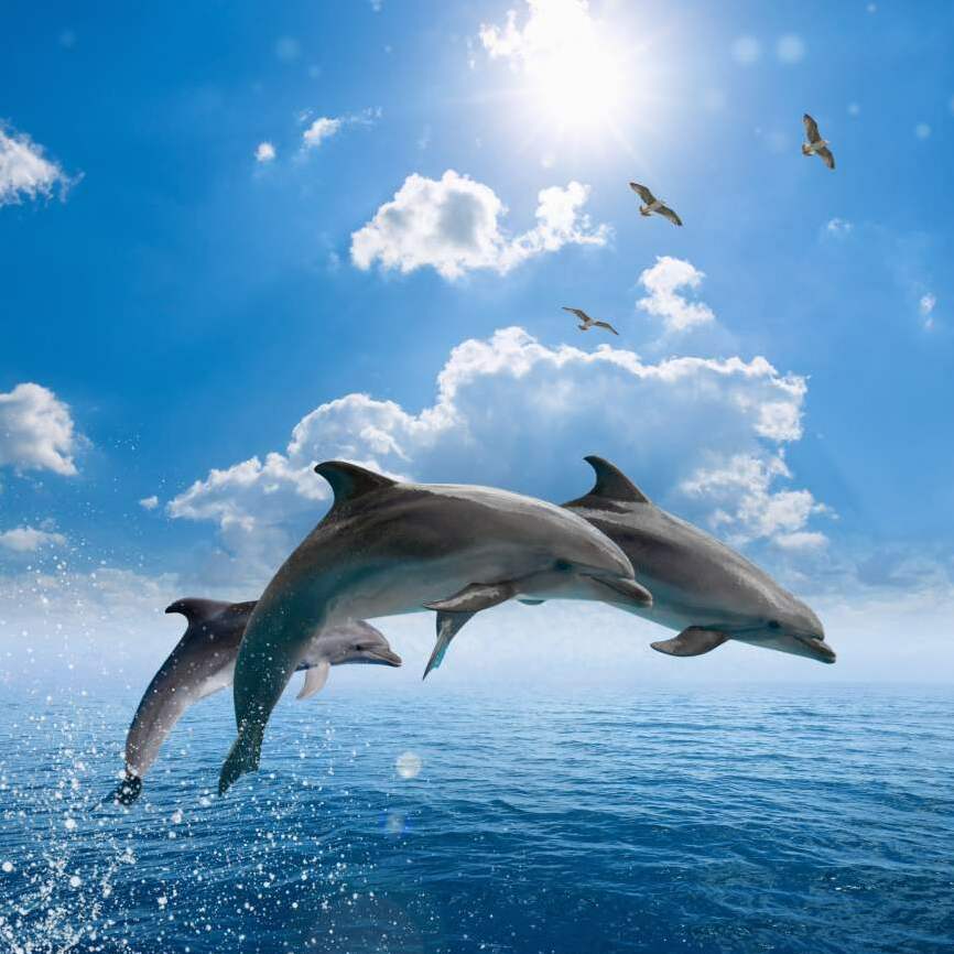 Картина на холсте Дельфины, арт hd1651201