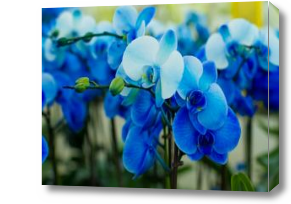Картина синие орхидеи